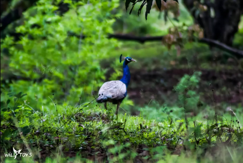 Indian Peacock